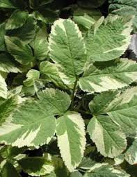 Aegopodium Podagraria Variegata Weissbunter Giersch Mit Stauden Gestalten Insektenfreundlicher Garten Winterharte Stauden Stauden Pflanzenblatter