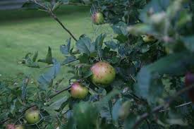 The warm apples on the cold to make my homemade applesauce recipe, you start by peeling, coring, and chopping your apples. Make Your Own Applesauce Farmhouse Kitchen