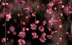 Cherry Blossoms Google Search Pink Flowers Wallpaper Cherry Blossom Wallpaper Flower Desktop Wallpaper