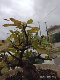 Image result for Ficus trichopoda