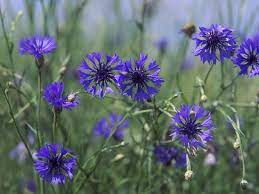 Centaurea Cyanus Flower Mound Best Flower Wallpaper