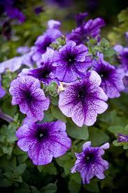 Grown for its aromatic flowers and foliage. 15 Best Annual Flowers Annual Flowers List
