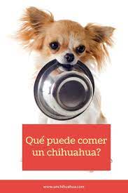 Que Puede Comer Un Perro Chihuahua Perros Chihuahua Chihuahua Cachorros Chihuahua