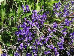 Image result for Polygala capillaris