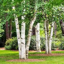 Birch trees thrive in moist soil and full sunligt dry conditions are unfavorable for the tree due to its shallow root system. White Birch Trees For Sale Fastgrowingtrees Com