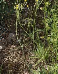 Image result for Blepharispermum pubescens