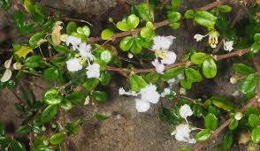 Image result for Malpighia coccigera