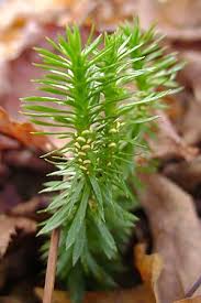 Image result for Xyris capnoides