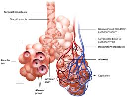 The muscle fibres are connected together by connective tissue. Respiratory System Building A Medical Terminology Foundation