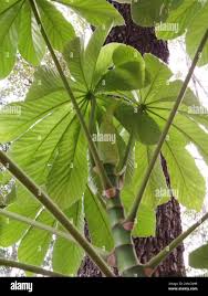 Image result for Cecropia pachystachya