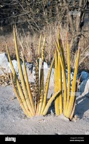 Image result for Sansevieria pearsonii
