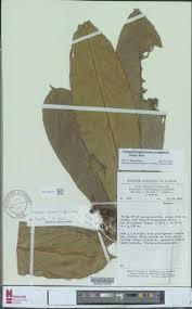 Image result for Campylospermum vogelii