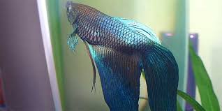 If your betta is sick, we're sorry to hear that and hopefully our guides can help you to cure it. Betta Fish Diseases How To Treat A Sick Betta Fish Bettafish Org