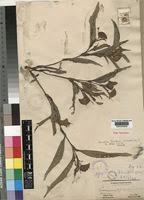 Image result for Commelina zambesica