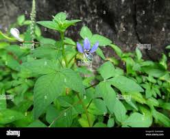 Image result for Cleome rutidosperma