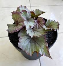Begonia rex. Call 1876-224-6471 Price $2500