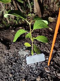 Image result for Scolopia mundii