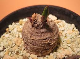 Image result for Euphorbia platycephala