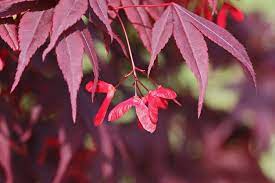 Order now for fall or spring. Growing Japanese Maples From Seed How To Germinate Japanese Maple Seed