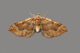 Image result for Pelurga comitata