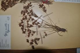 Image result for Cyperus amabilis