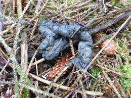 Image result for marten poop