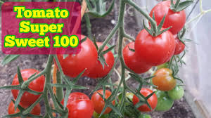 Check spelling or type a new query. Tomato Variety Super Sweet 100 Harvest Taste Youtube