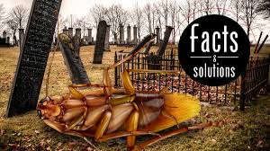 Listen to the kill plan by parabelle on deezer. How To Kill Cockroaches Your Step By Step Battle Plan Cockroach Facts