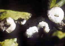 Ants on your citrus trees aren't the problem it's the scale insects that they are farming that are. Citrus In The Garden