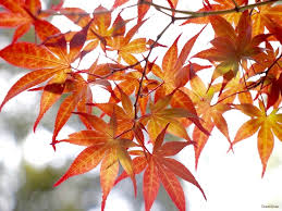 楓の花言葉 モミジ 紅葉 とは違う 種類や品種は Horti ホルティ By Greensnap