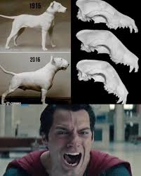 Guilty face and postures. My love!!!!