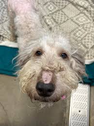 One of A Kind Pet Rescue added...