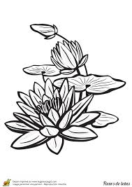 Page 13 Sur 16 Sur Hugolescargot Com Nenuphar Dessin Coloriage Fleur Fleur De Lotus