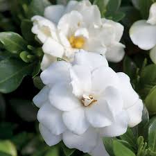 Image result for Gardenia 2012 MiTo