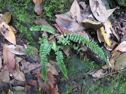 Image result for Asplenium uhligii