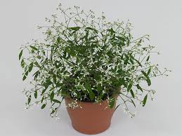 Image result for Euphorbia hypericifolia