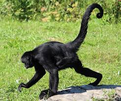 We did not find results for: Black Spider Monkey Facts Habitat Diet Life Cycle Baby Pictures