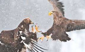 Burung elang vs macan tutul lihat juga video kami yang lain. 7000 Gambar Burung Elang Vs Ular Gratis Gambar Hewan