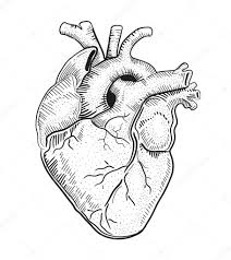 Vektorgrafiken Herz Anatomie Gezeichnet Vektorbilder Herz Anatomie Gezeichnet Depositphotos