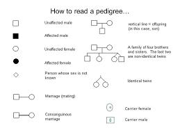 41 judicious pedigree cheat sheet