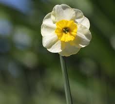 Narcissus Sun Disc Narcissus Daffodils Bloom