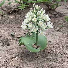 Image result for Eriospermum porphyrium