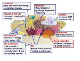 That's the major difference between plant and animal cells under microscope. Cells Animal Cell And Plant Cell Diagrams By Miss Epic S Science Spot