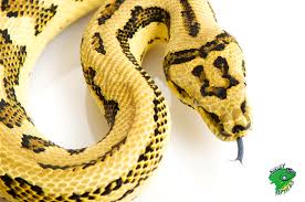 New and used items, cars, real estate, jobs, services for sale this nice clean men's brown snake skin like leather suit, coat size xl, pants size 38 with zipper and snap closure. Cheap Snakes For Sale Online Pet Snakes For Sale