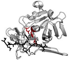 Toxin is probably metabolised by proteases and the molecular components recycled through normal metabolic pathways. Protease Wikipedia