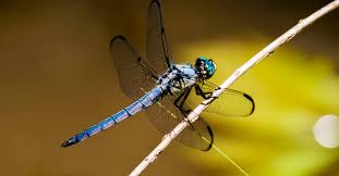 Black And Yellow Dragonfly Canada Dragonfly Bites Life Span Migration Environmental Benefits