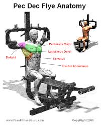 The benefits of pec deck machine. Pec Deck Gym Chest Workout Chest Workout Strength Training Anatomy