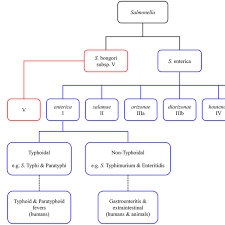 The two species of salmonella are salmonella enterica and salmonella bongori. Classification Of Salmonella Species And Subspecies Download Scientific Diagram
