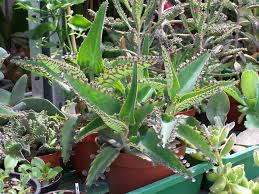 Kalanchoe Daigremontiana Planta Suculenta Toxica Y Exotica