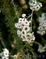 Image result for Eriocephalus racemosus